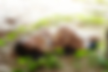 Rina Koike Foto/[YS Web] Vol.482/220.jpg