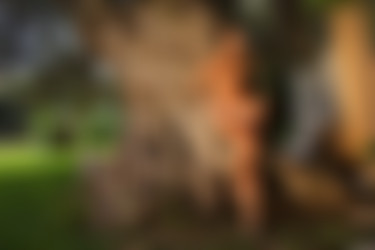 [photodromm.com] 2015-01/[photodromm.com] - 2015.01.26 - Dana - The Tree Of Beauty II (x46) 1333x2000/15l.jpg