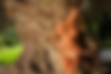 [photodromm.com] 2015-01/[photodromm.com] - 2015.01.26 - Dana - The Tree Of Beauty II (x46) 1333x2000/16l.jpg
